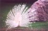 White Peacock - India