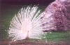 White Peacock - India