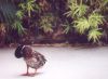 Mallard