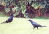 Boat-tailed Grackles