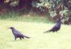 Boat-tailed Grackles