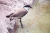 Spur-winged Plover