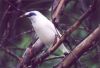 Bali Myna