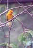 Taveta Golden Weaver - Kenya, Tanzania