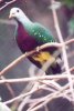 Wompoo Fruit-Dove