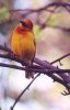 Taveta Golden Weaver - Kenya, Tanzania