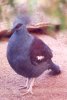 Victorian Crowned Pigeon - New Guinea