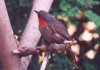 Red-faced Liocichla - Thailand