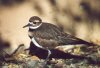 Killdeer