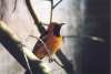 Hooded Oriole - Sonoran Desert