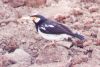 Pied Starling