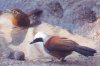 Himalayan Laughingthrush