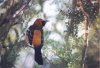 Hooded Oriole - Sonoran Desert