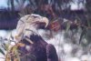 Bald Eagle - Sonoran Desert