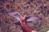 American Kestrel - Sonoran Desert