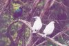 Glossy Starling and Bali Mynas