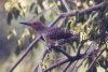 Northern Flicker - Sonoran Desert