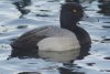 Lesser Scaup - Sonoran Desert