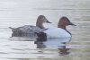 Canvasback Ducks - Sonoran Desert