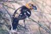 Black-headed Grosbeak - Sonoran Desert