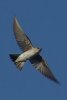 Northern Rough-winged Swallow - Sonoran Desert