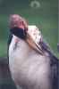 Marabou Stork