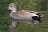 Gadwall - Sonoran Desert