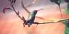 Broad-billed Hummingbird - Sonoran Desert