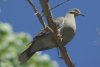 White-winged Dove - Sonoran Desert