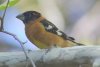 Black-headed Grosbeak - Sonoran Desert