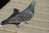 Rock Dove - Sonoran Desert