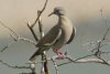 White-winged Dove - Sonoran Desert