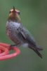 Anna's Hummingbird - Sonoran Desert