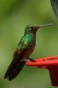 Berylline Hummingbird - Sonoran Desert