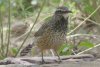 Cactus Wren - Sonoran Desert