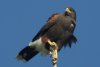 Harris's Hawk - Sonoran Desert