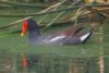 Common Gallinule - Sonoran Desert