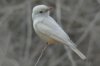 Leucistic Vermilion Flycatcher - Sonoran Desert