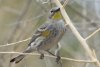 Yellow-rumped Warbler - Sonoran Desert