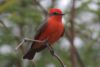 Vermilion Flycatcher - Sonoran Desert