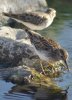 Least Sandpipers - Sonoran Desert