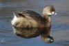 Pied-billed Grebe - Sonoran Desert