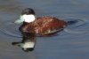 Ruddy Duck - Sonoran Desert