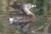 Pied-Billed Grebe - Sonoran Desert