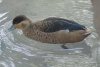 Hottentot Teal - Africa