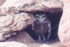 Burrowing Owl - Sonoran Desert