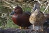 Cinnamon Teals - Sonoran Desert