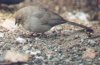 Bushtit - Sonoran Desert