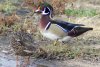 Wood Duck - Sonoran Desert