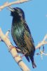 European Starling - Sonoran Desert